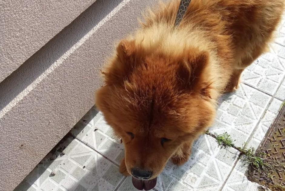 Fundmeldung Hund  Weiblich Somain Frankreich