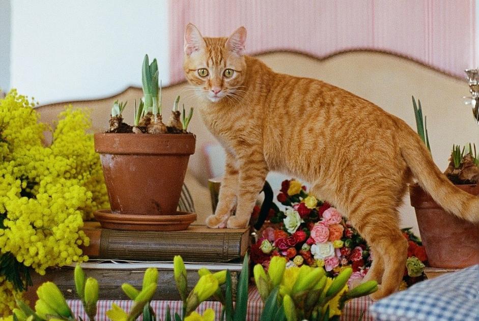 Vermisstmeldung Katze  Männliche , 2 jahre Marseille Frankreich