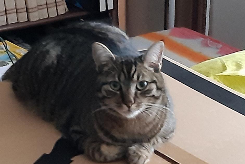 Vermisstmeldung Katze Männliche , 3 jahre Saint-Vincent-des-Landes Frankreich