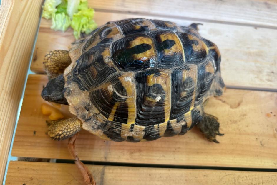Fundmeldung Schildkröte Unbekannt Aix-en-Provence Frankreich