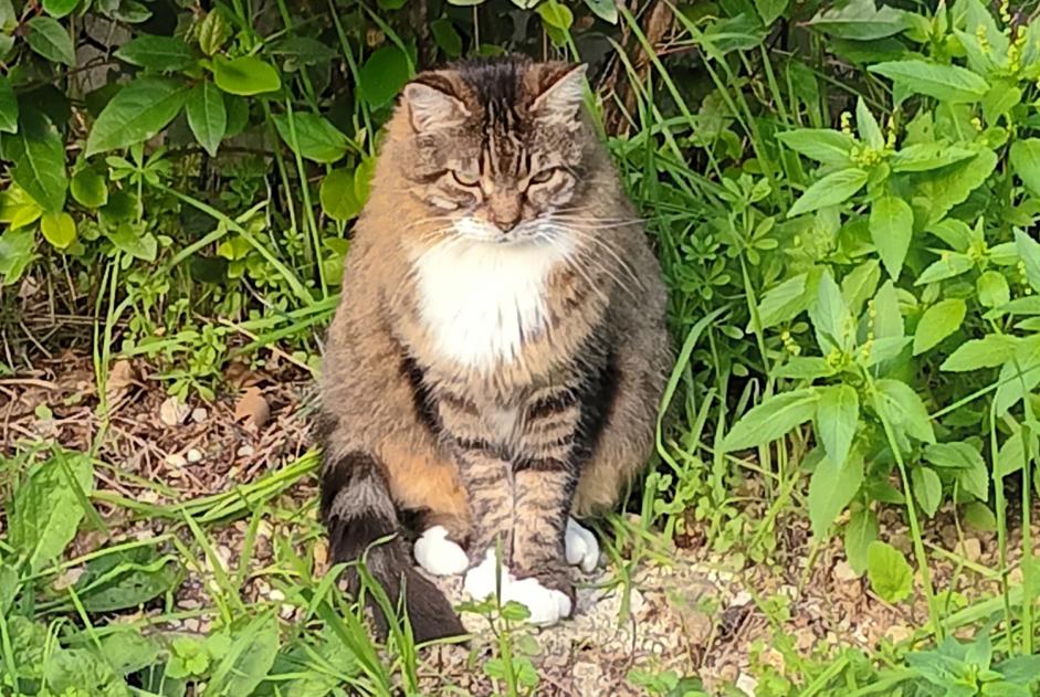 Discovery alert Cat Unknown Marseille France