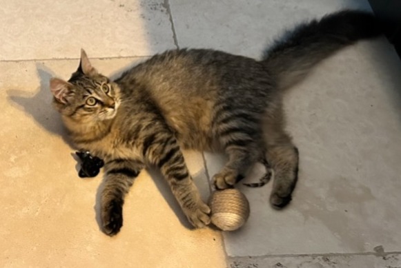 Disappearance alert Cat  Female , 0 years La Fare-les-Oliviers France