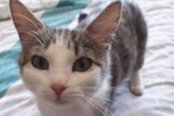 Disappearance alert Cat Female , 7 years Sin-le-Noble France