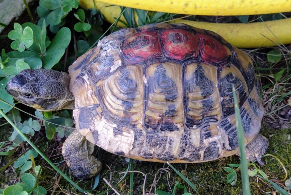 Discovery alert Tortoise Unknown Saint-Martin-de-Crau France