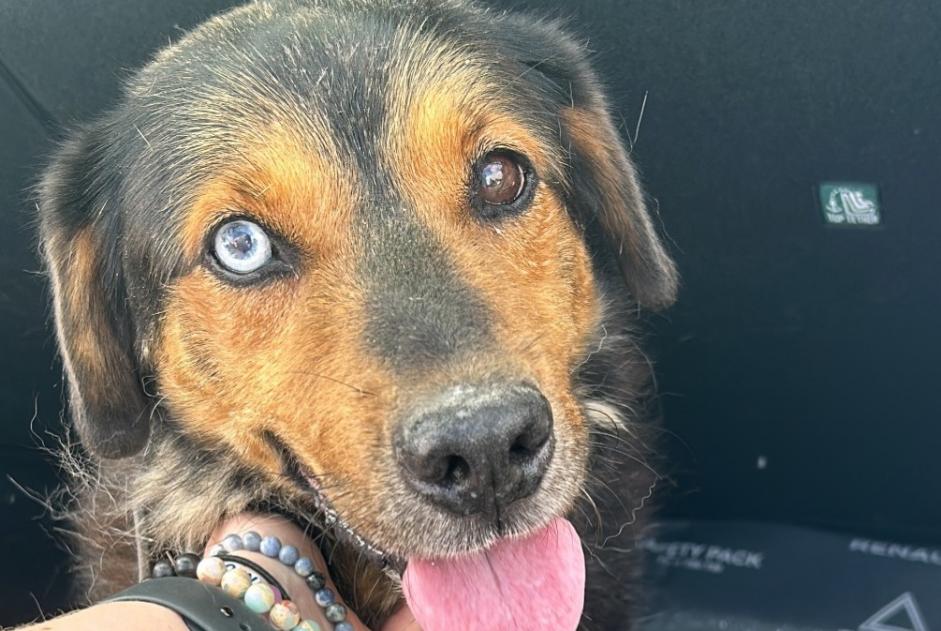 Avviso Ritrovamento Cane incrocio di razze Non conosciuta Cappelle-en-Pévèle Francia