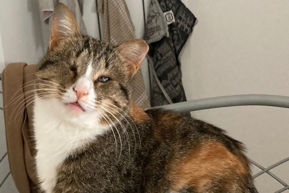 Avviso scomparsa Gatto Femmina , 3 anni Montpellier Francia