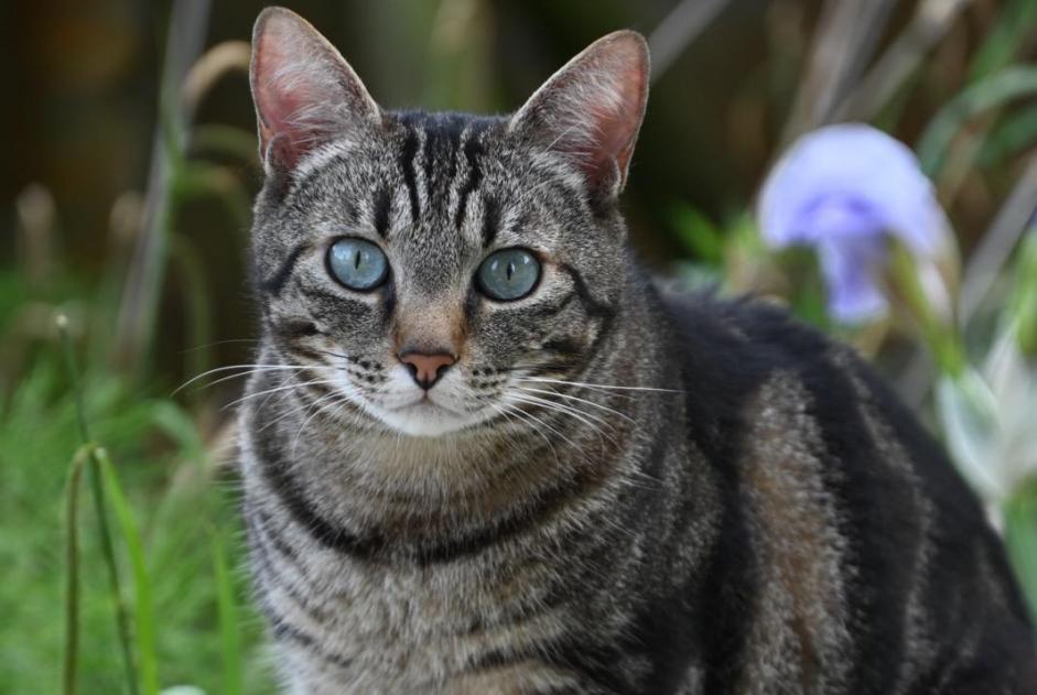 Avviso scomparsa Gatto Maschio , 7 anni Entraigues-sur-la-Sorgue Francia