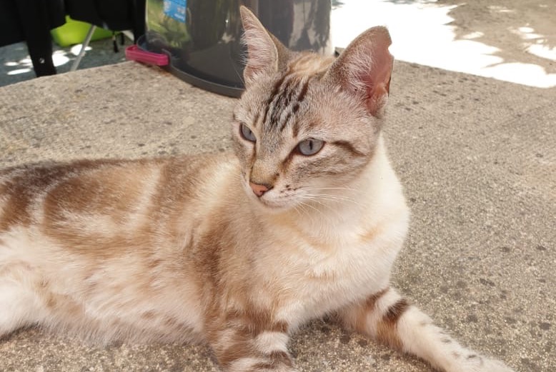 Alerta desaparecimento Gato  Fêmea , 8 anos Marseille France